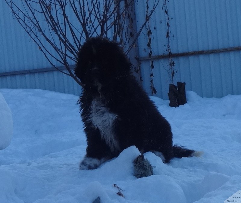 Фото: ньюфаундленд Блэк Диамонд Агидель от Потапа Чарлиза