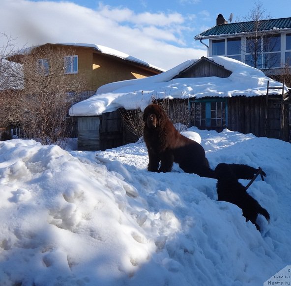 Фото: ньюфаундленд Фанньюф Авалон (Funnewf Avalon)