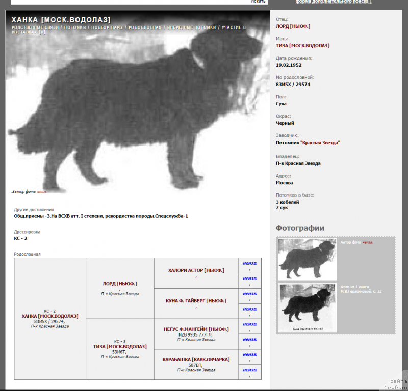 Фото: ньюфаундленд Ханка
