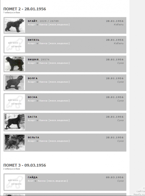 Фото: ньюфаундленд Ханка