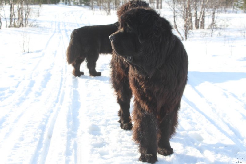 Фото: ньюфаундленд Даймонд Кинг
