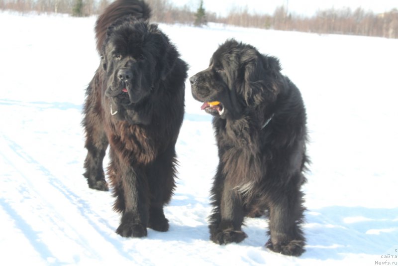 Фотография № 222263