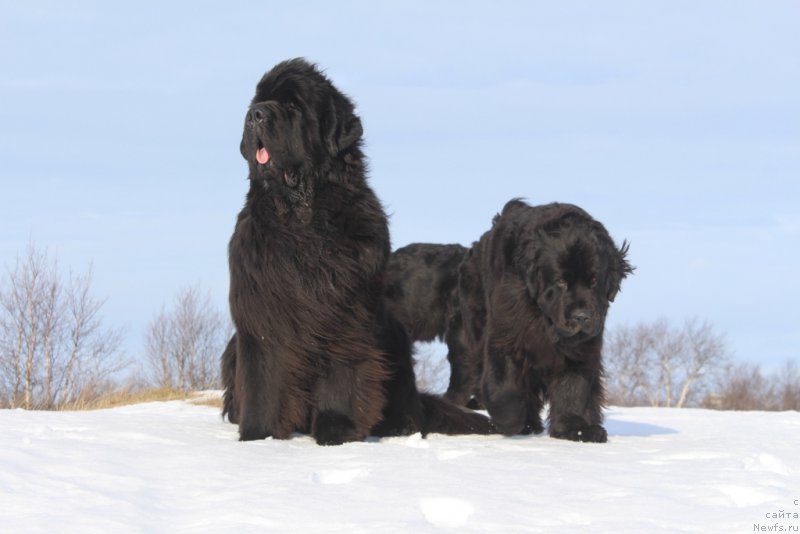 Фото: ньюфаундленд King of Helluland You Shock Me, ньюфаундленд Анабелле Квин оф зэ Моунтайнс