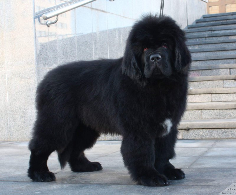 Фото: ньюфаундленд Моон Броок Еастерн Ехпресс (Moon Brook Eastern Express)