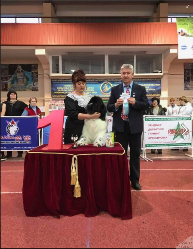 Фото: ньюфаундленд Берегиня Шакира (Bereginya Shakira)