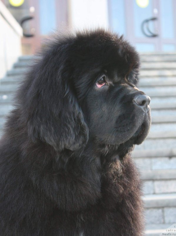 Фото: ньюфаундленд Моон Броок Еастерн Ехпресс (Moon Brook Eastern Express)