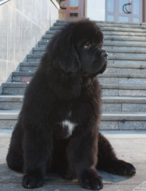 Фото: ньюфаундленд Моон Броок Еастерн Ехпресс (Moon Brook Eastern Express)