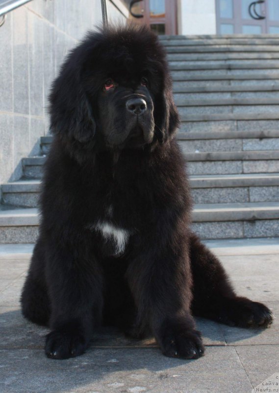 Фото: ньюфаундленд Моон Броок Еастерн Ехпресс (Moon Brook Eastern Express)