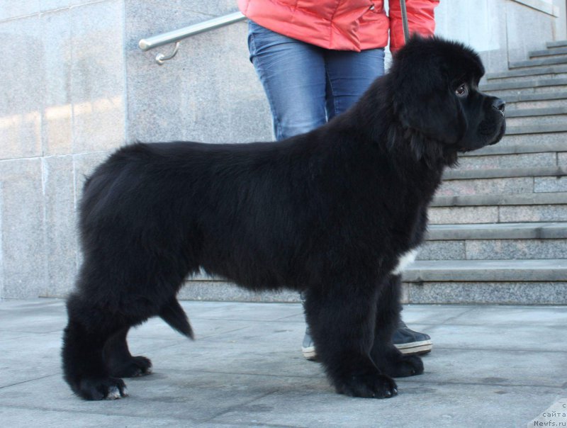 Фото: ньюфаундленд Моон Броок Емблем оф Емпире (Moon Brook Emblem Of Empire)