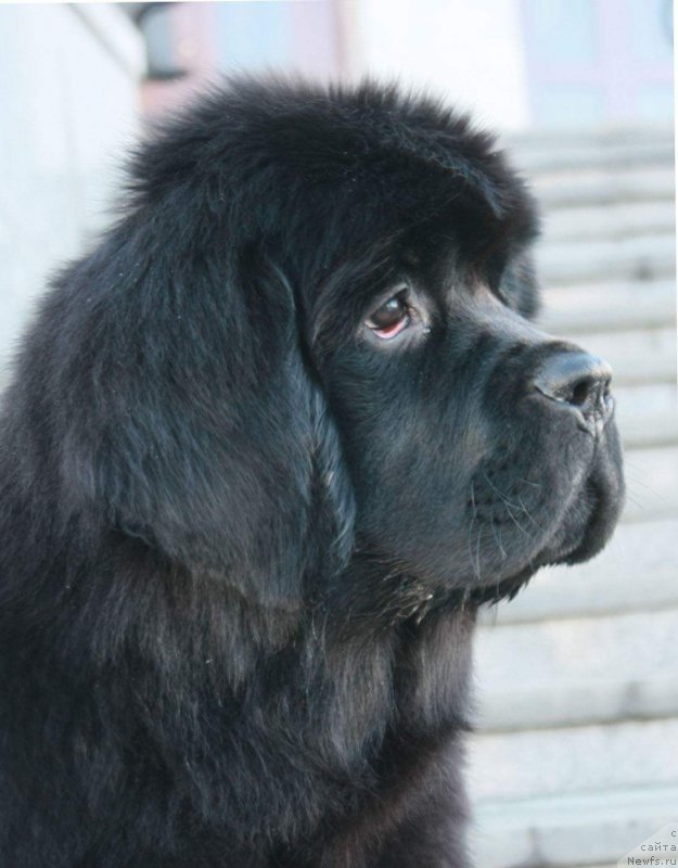 Фото: ньюфаундленд Моон Броок Емблем оф Емпире (Moon Brook Emblem Of Empire)