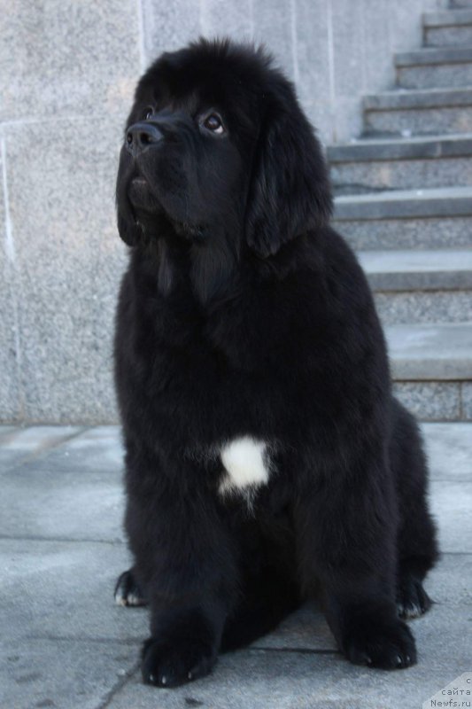 Фото: ньюфаундленд Моон Броок Емблем оф Емпире (Moon Brook Emblem Of Empire)