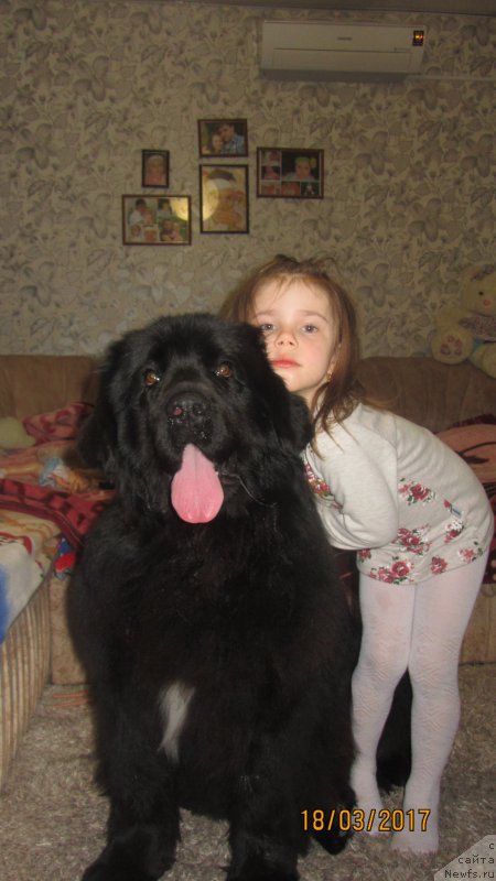 Фото: ньюфаундленд Glamurnaya Miss Olgriya Infinayt