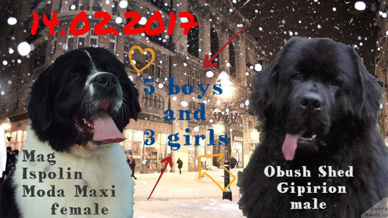 Фото: ньюфаундленд Маг Исполин Мода Макси