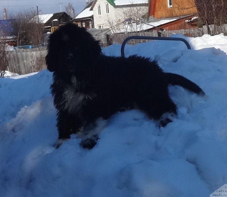 Фото: ньюфаундленд Блэк Диамонд Агидель от Потапа Чарлиза