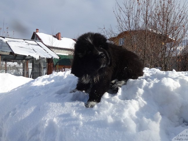 Фото: ньюфаундленд Блэк Диамонд Агидель от Потапа Чарлиза