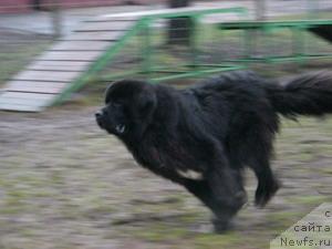 Фото: ньюфаундленд Жемчуг Гранд из Уникальной Коллекции