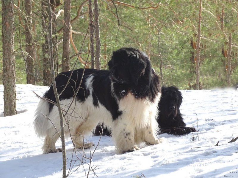 Фото: ньюфаундленд Акин Соул София, ньюфаундленд Черный Шарм Веллингтон