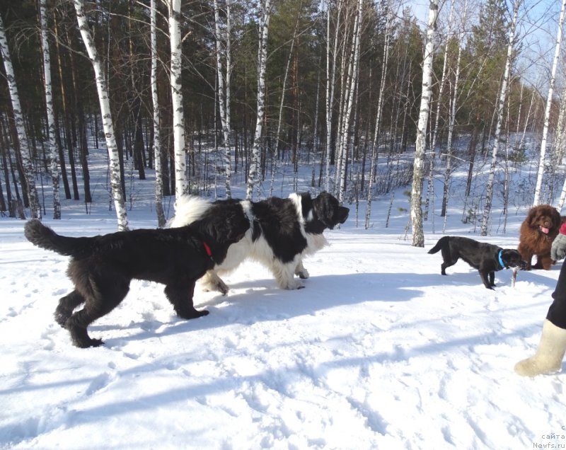 Фото: ньюфаундленд Черный Шарм Веллингтон, ньюфаундленд С'Нежная Вьюга Ван Гилс Классик (S'Nezhnaya Vjuga Van Gils Classik)