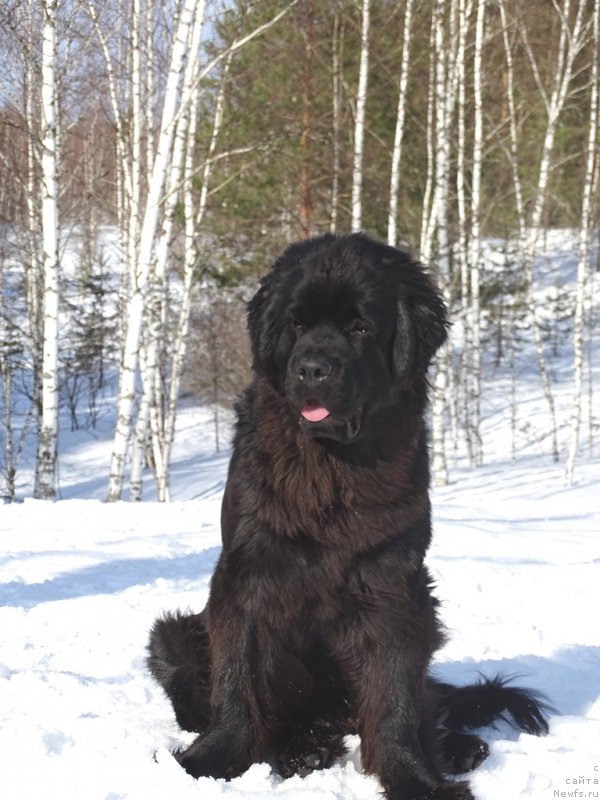 Фотография № 222311