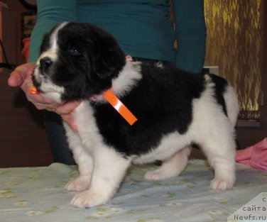 Фото: ньюфаундленд Маг Исполин Мода Макси