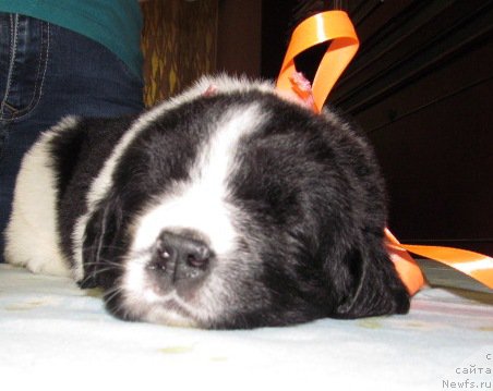 Фото: ньюфаундленд Маг Исполин Мода Макси