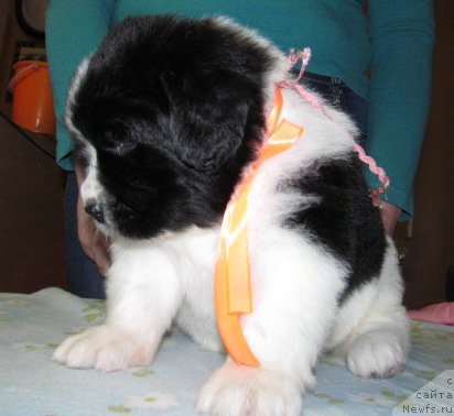 Фото: ньюфаундленд Маг Исполин Мода Макси