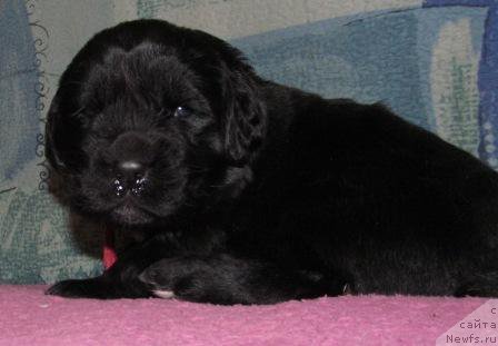 Фото: ньюфаундленд Маг Исполин Мода Макси