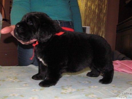 Фото: ньюфаундленд Маг Исполин Мода Макси