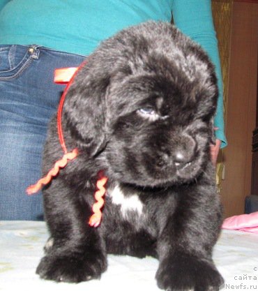 Фото: ньюфаундленд Маг Исполин Мода Макси