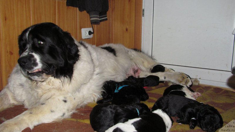 Фото: ньюфаундленд Маг Исполин Мода Макси