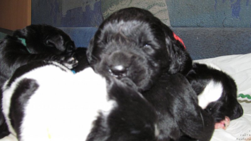 Фото: ньюфаундленд Маг Исполин Мода Макси, ньюфаундленд Маг Исполин Мода Макси