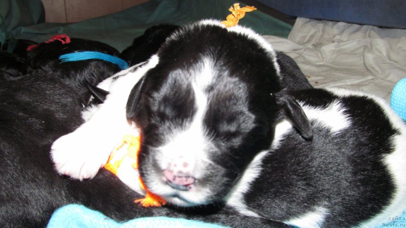 Фото: ньюфаундленд Маг Исполин Мода Макси