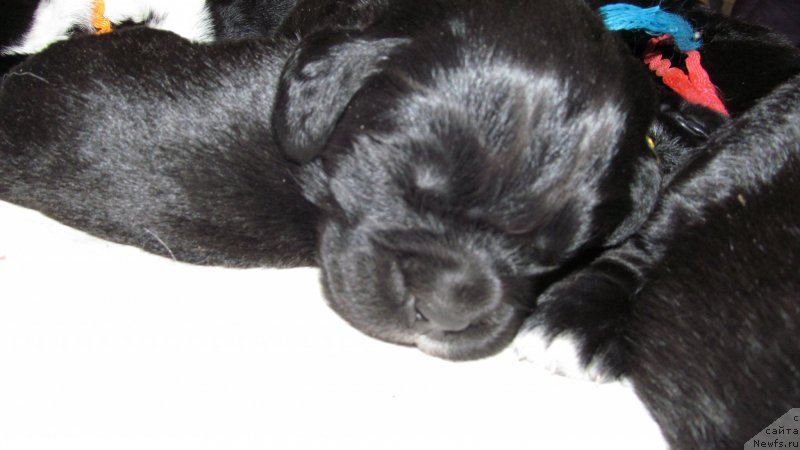 Фото: ньюфаундленд Маг Исполин Мода Макси