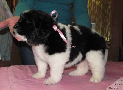 Фото: ньюфаундленд Маг Исполин Мода Макси