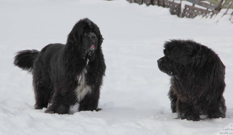 Фото: ньюфаундленд Promise To Love Midnight Bear, ньюфаундленд Ньюфорт Царица Ночи