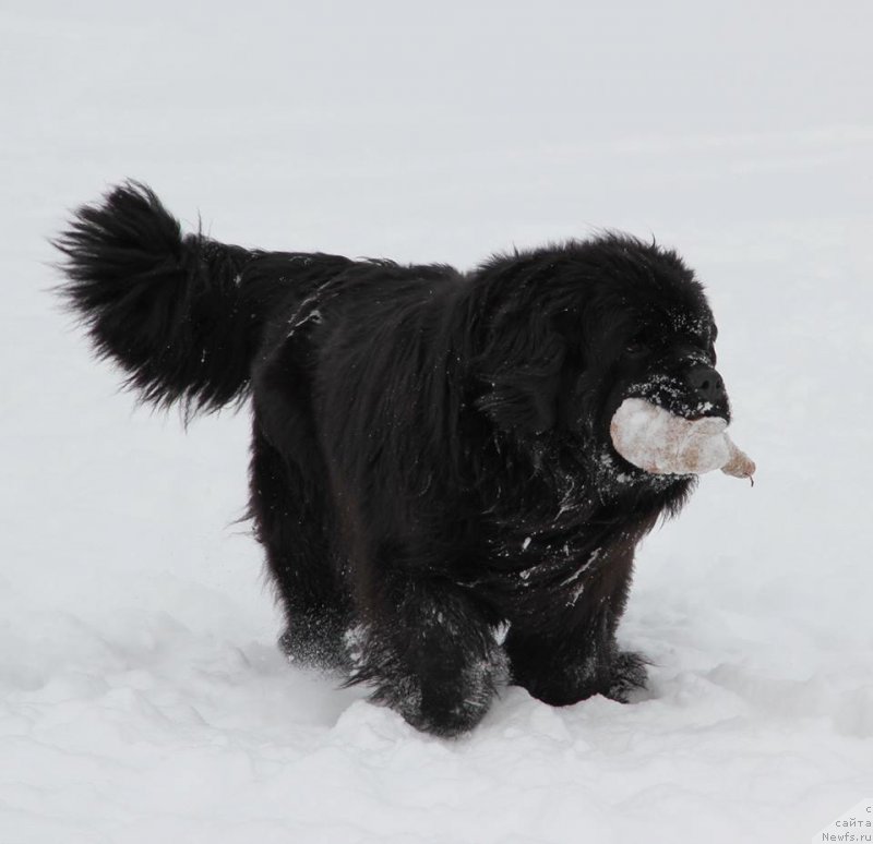 Фото: ньюфаундленд Ньюфорт Уитни Традиция Легенды