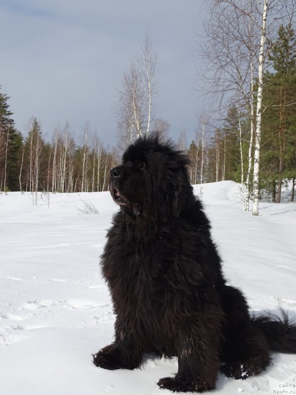 Фото: ньюфаундленд Акин Соул София