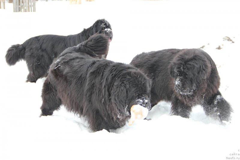 Фото: ньюфаундленд Ньюфорт Уитни Традиция Легенды, ньюфаундленд Ньюфорт Царица Ночи, ньюфаундленд Promise To Love Midnight Bear