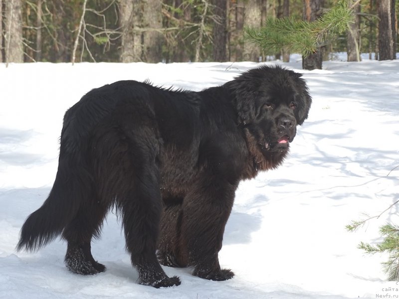 Фотография № 222343