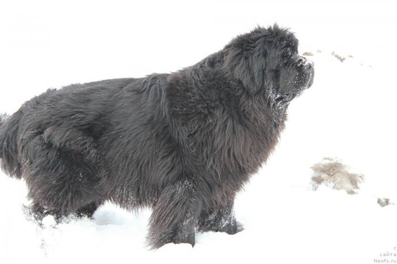 Фото: ньюфаундленд Ньюфорт Царица Ночи
