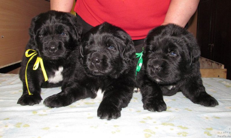 Фото: ньюфаундленд Би Перфект Волшебная Сказка