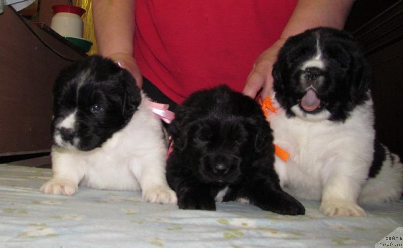 Фото: ньюфаундленд Би Перфект Волшебная Сказка