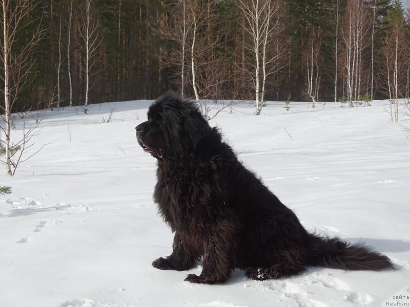 Фото: ньюфаундленд Акин Соул София