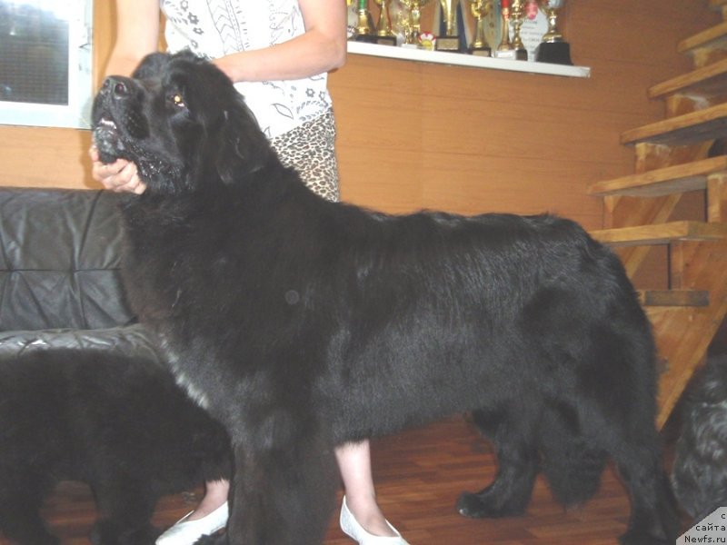 Фото: ньюфаундленд Ньюфорт Цена Успеха