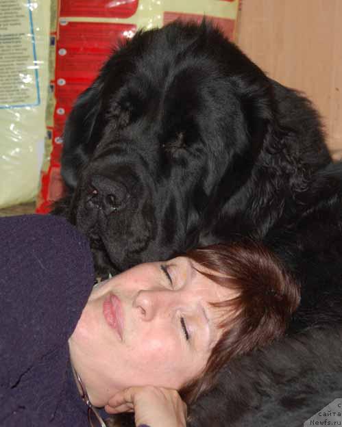 Фото: ньюфаундленд Сент Джонс Орфей