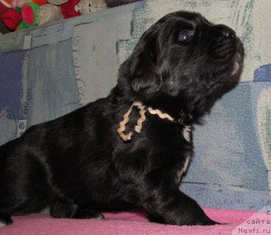 Фото: ньюфаундленд Маг Исполин Мода Макси