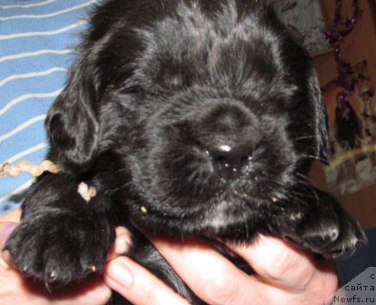 Фото: ньюфаундленд Маг Исполин Мода Макси