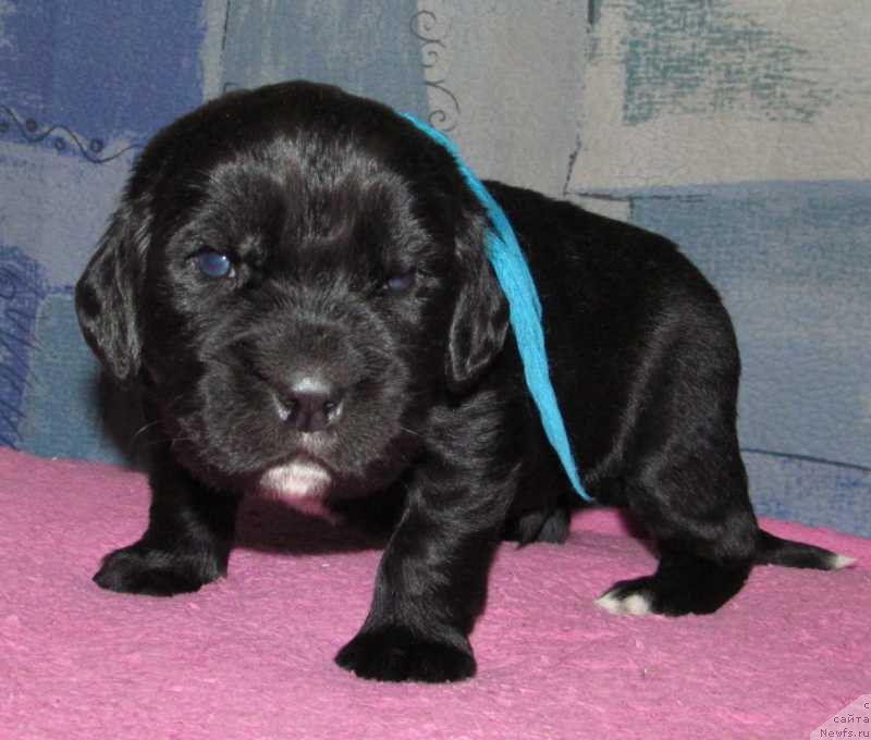 Фото: ньюфаундленд Маг Исполин Мода Макси