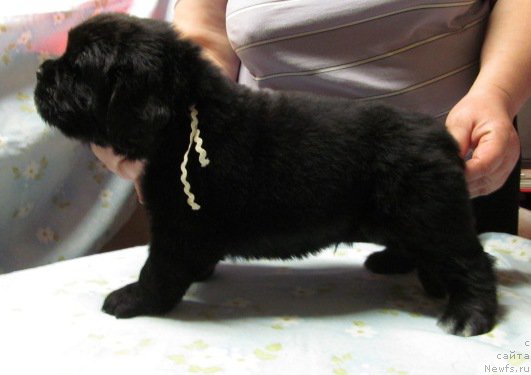 Фото: ньюфаундленд Маг Исполин Мода Макси