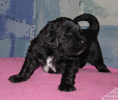 Фото: ньюфаундленд Маг Исполин Мода Макси